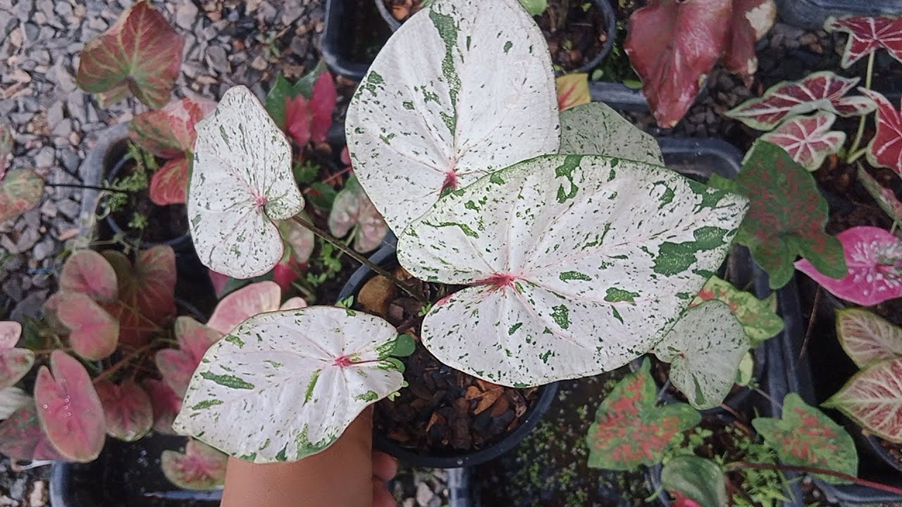 บอนสีราคาถูก โทร0634366825 มีปลายในทาง #บอนสี 