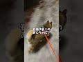 その時柴犬🐕はたしかに呼ばれた気がした・・・