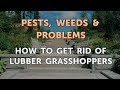 How to Get Rid of Lubber Grasshoppers