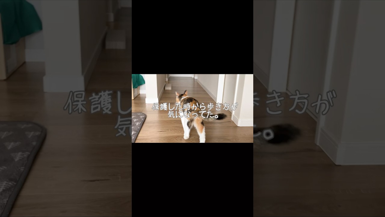 保護猫ちゃんの歩き方が… #ねこ #ねこのいる生活 #大家族