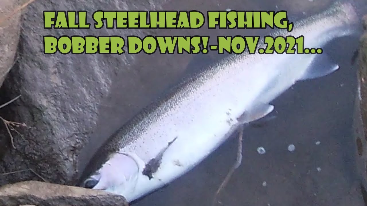 FALL STEELHEAD FISHING | BOBBER DOWNS NOV,2021...