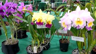 Rockhampton Orchid Society Autumn Orchid Show 2018