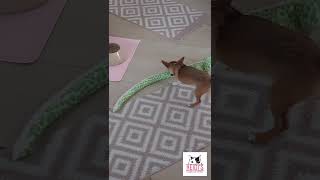 Bambi the tripawd killing a snake 🐍 😅