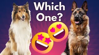 Sheltie Collie VS German Shepherd - Which is Better FOR YOU ? by Dog Fanatic ! 27 views 1 year ago 10 minutes, 39 seconds