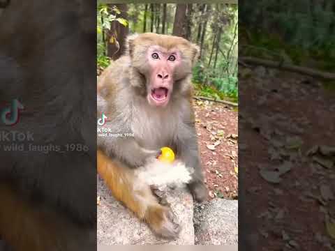 Heshimu Mbuga Za Wanyama Comedy Comedyforever Comedyfilms Funny Comedymove Comedymovies 