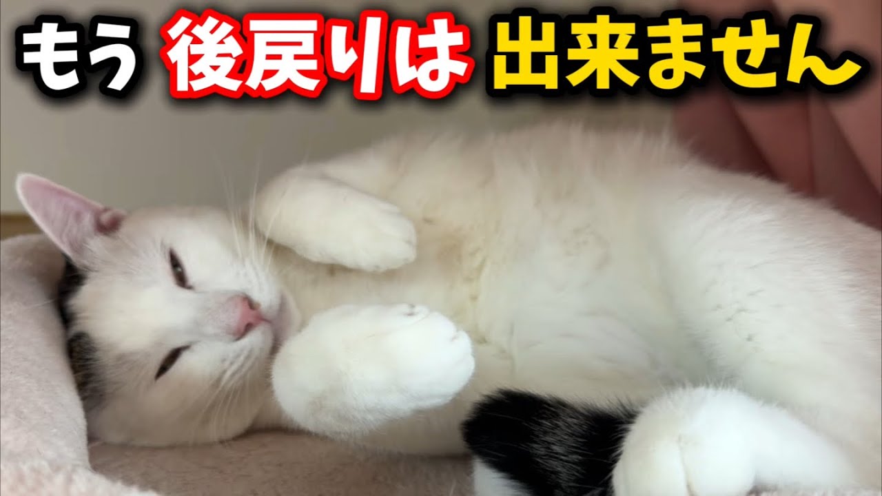 I have some very important news for you all. - YouTube