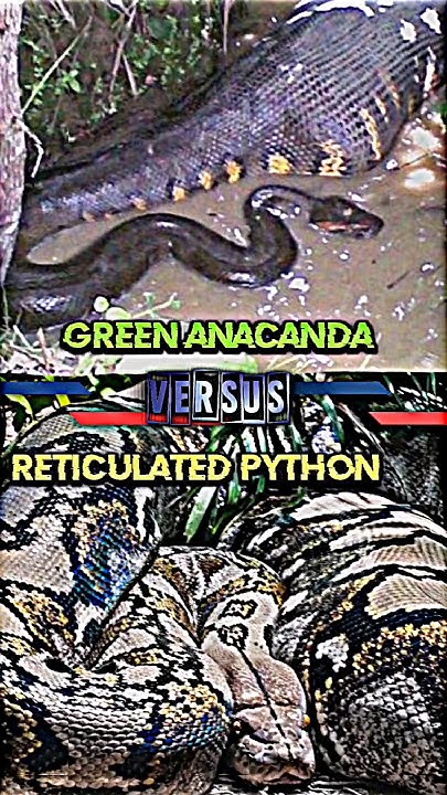 Green Anaconda VS Reticulated Python #anaconda #Python #trending # ...