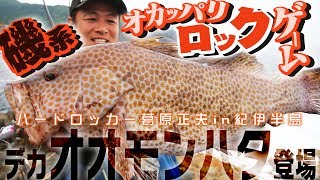 【デカオオモンハタ登場】磯系オカッパリロックゲームLIVE！in紀伊半島