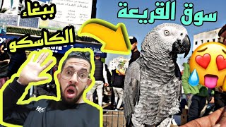 ببغاء الكاسكو في أكبر سوق في المغرب??طائر الحسون موجود بكثرة و في المتناول??سوق القريعة??