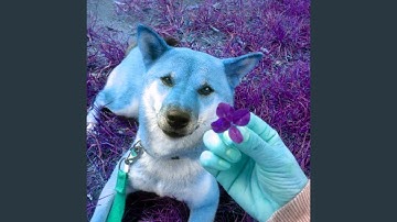 Pulsating Pleased Puppies