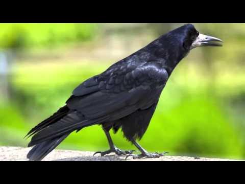 Il faut qu'on parle du corbeau freux - Natagora Haute-Sambre et Haute-Haine
