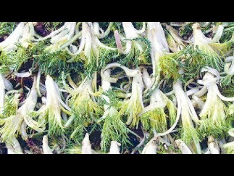 فيديو: معلومات عن نبات الفهدية Farfugium: كيفية العناية بنباتات النمر في الحديقة