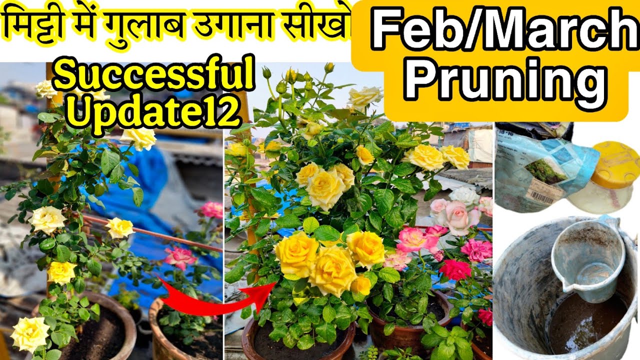 (Summer Pruning) Successful update 12 मिट्टी में गुलाब उगाना सीखो  | ROSE PLANT IN SOIL