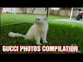 MY PERSIAN CAT GUCCI PHOTOS COMPILATION