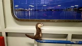 Der Otter Marlenka morgend auf der Fähre in Swinemünde