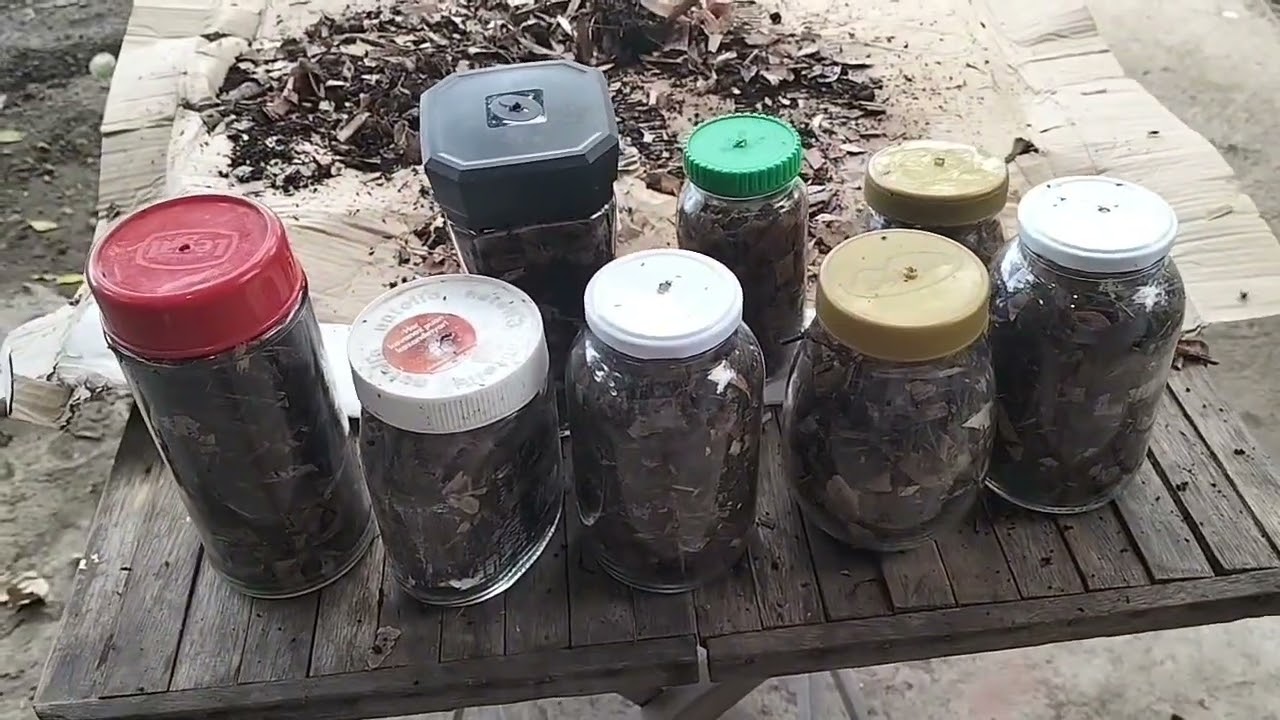 Paano gumawa ng binhi ng kabuteng saging mother spawn FO gamit ang dahon ng saging. Secret revealed