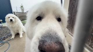雨に濡れてもご飯は近くで待ちます