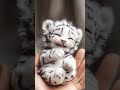 Can a baby tiger’s smile make your day? #tiger#shorts#nature#funny#cute