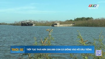 Tiếp tục thả hơn 200.000 con cá giống vào hồ Dầu Tiếng | TayNinhTV
