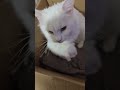 Baby kittens being cute#viral #shorts #short #cat #kitten #twitch#fypシ #funny #cute #memes #streamer