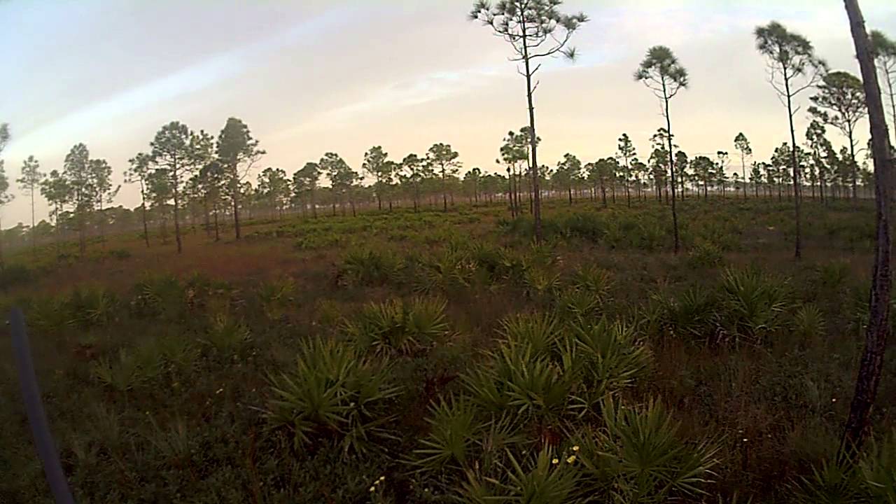 south florida quail hunting 