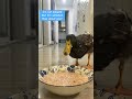 Duck eating time #anime #cute #animal #animals #funny #satisfying #duck #music #lovely