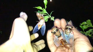 Hunting cicadas at night | Insect world