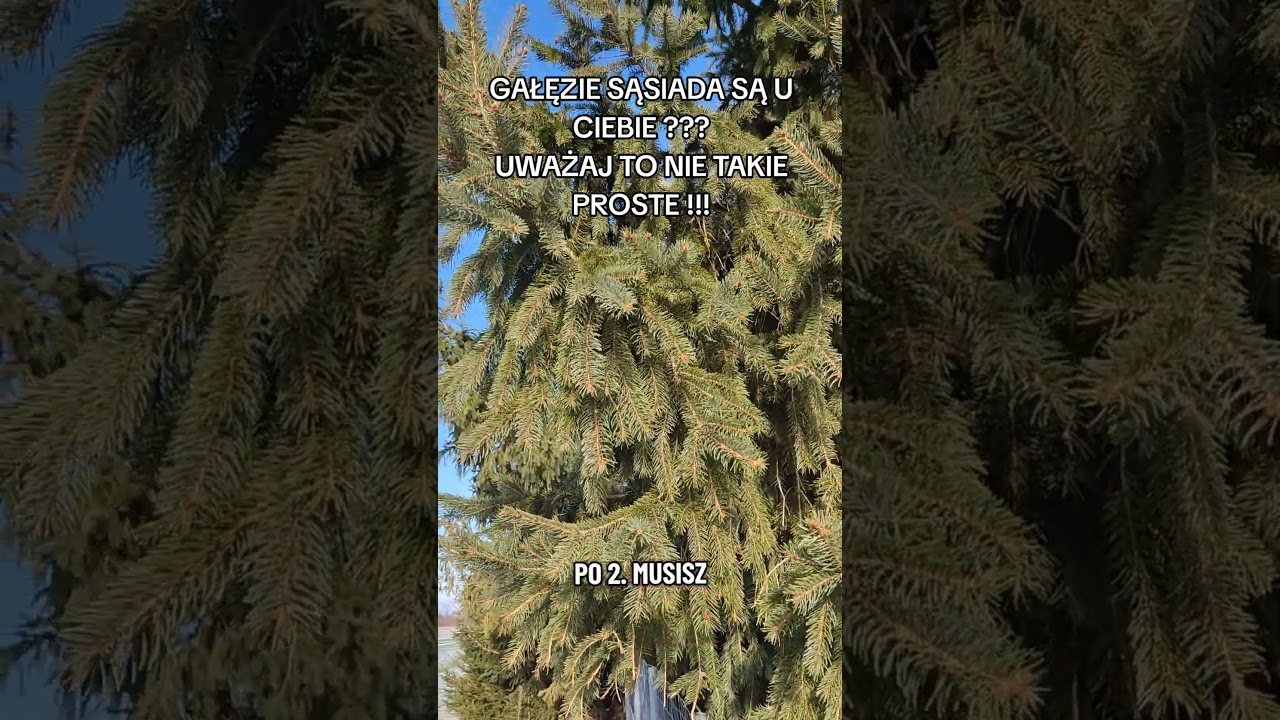 GAŁĘZIE SĄSIADA PO TWOJEJ STRONIE !!! CO MOŻESZ ZROBIĆ???