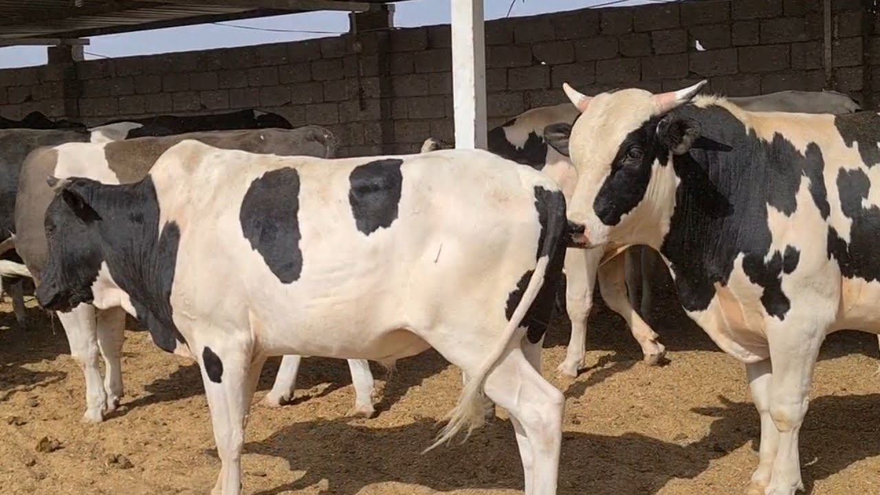 #سوق بيع المواشي في منطقة المرادية بناحية بني سعد بمحافظة ديالى في أول يوم له