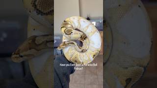 Ball Python Care Guide Up Now!