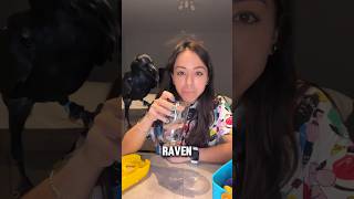Her Raven Talks Like Batman! (📷: vantatheraven)