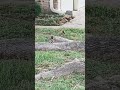 Playful squirrels 😄#viral #squirrel #two #play