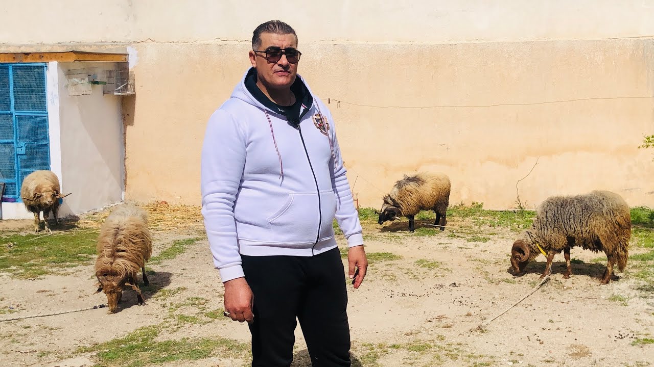 زبير الحمروني 👑 مهرجان الرادسة 🇹🇳 هكا يجي الرعواني 🔥