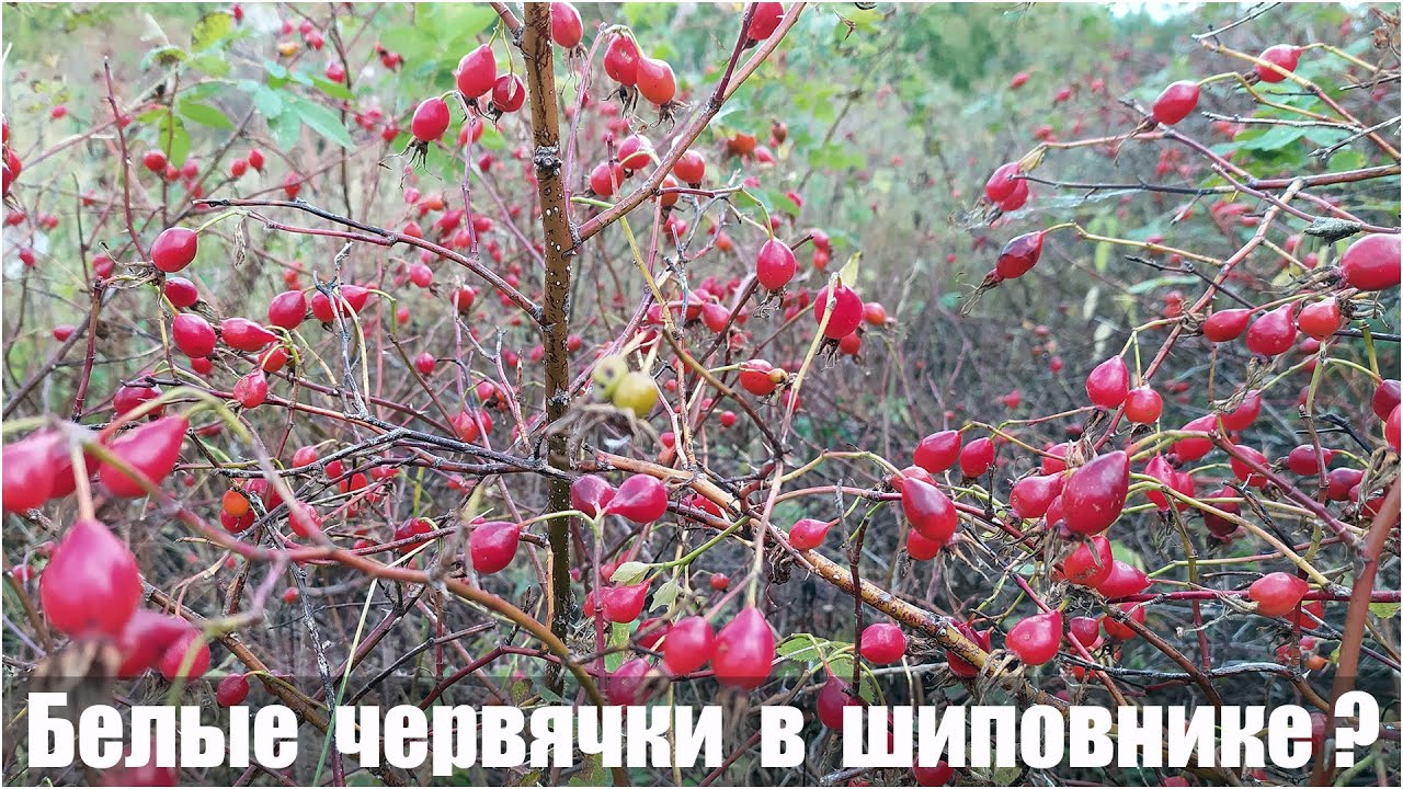 Белые червячки в шиповнике - YouTube