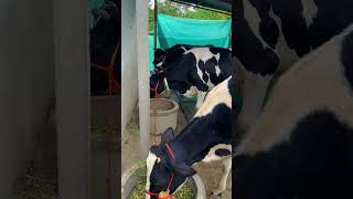 Durva dairy farm 🐄#shirtvideo #viralshort #cow #dairyherd #brarandsandhudairyfarm #dairyproducts