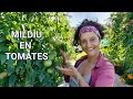 Mildiu dos tomates  coidados prevencin nuska