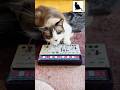 Big Merp discovers the Korg Volca Modular #cats #shorts