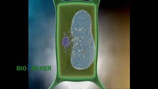 - Biolocker - Biyoloji Animasyon