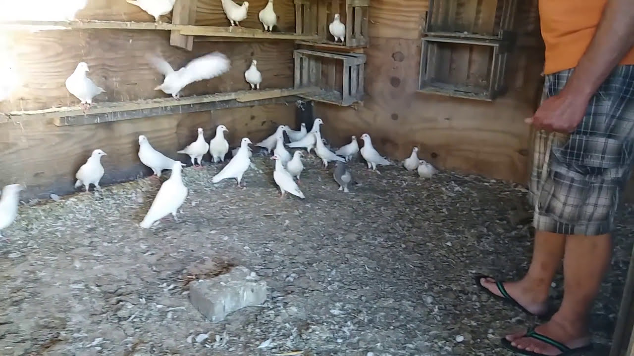 جيمس مربي الزاجل الابيض في المانيا فرانكفورت رحال الهاروني 1