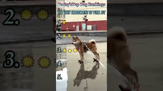 #funny #funnyvideo #fyp #foryou #dog #comedy #interesting Funny Dog Compilation.Manic laughter—haha!
