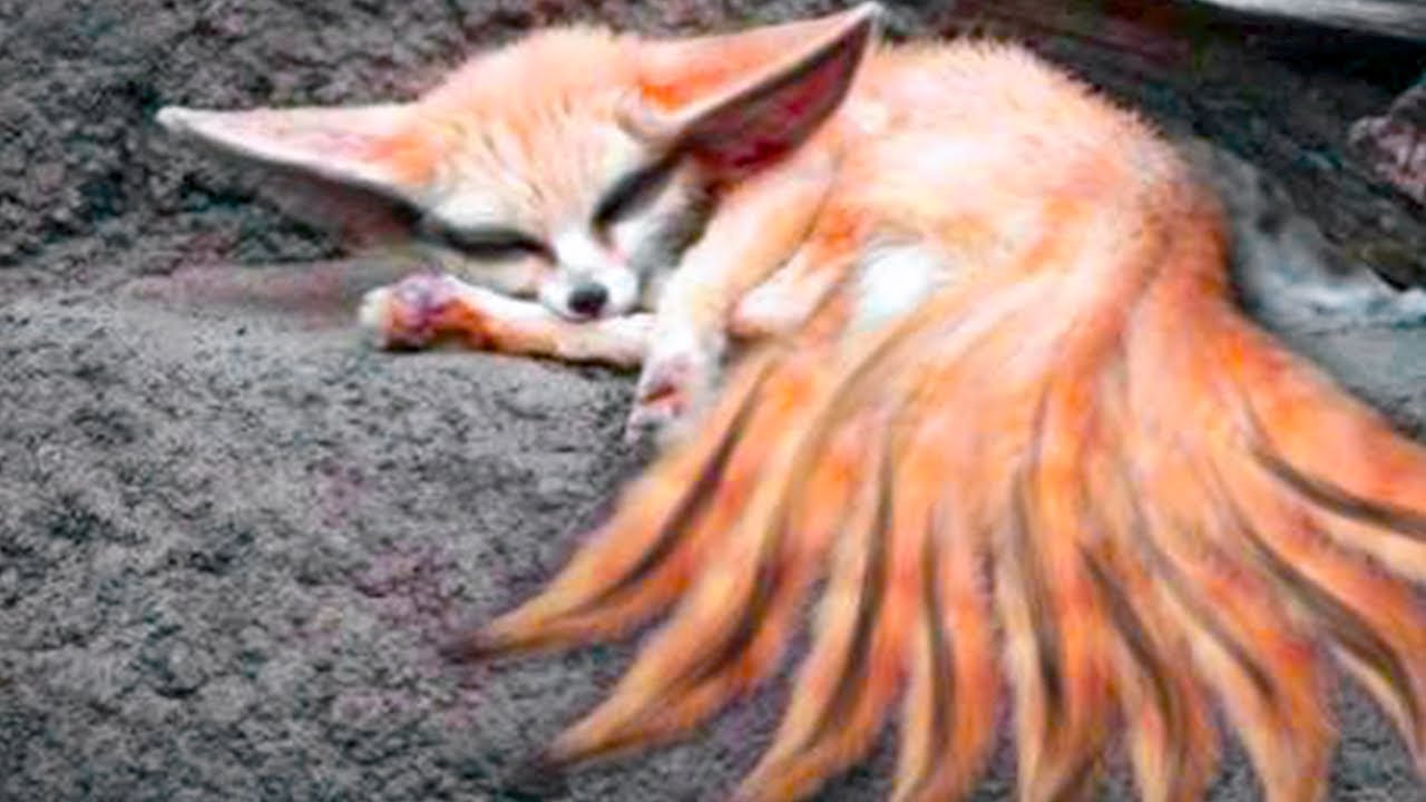 20 Foxes you won’t Believe Actually Exist