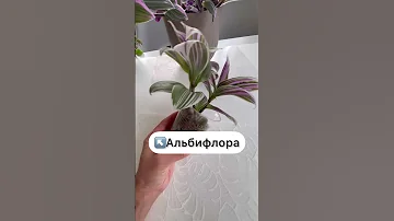 Как отличить традесканцию Нанук