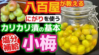 Crunchy with bittern [Pickled small plums] A greengrocer teaches