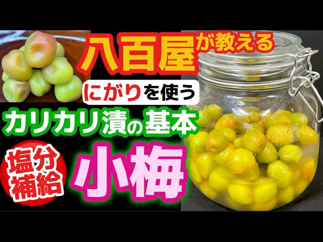 Crunchy with bittern [Pickled small plums] A greengrocer teaches