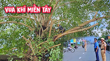 Vua khỉ cưa tỉa cành cây Bồ Đề khủng và cây Sộp có cảnh sát chặn xe trên QL1A (Phần 2/2).