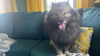 Hilarious! My Fluffy Dog Flings Pillows And Blankets Off Of The Couch!