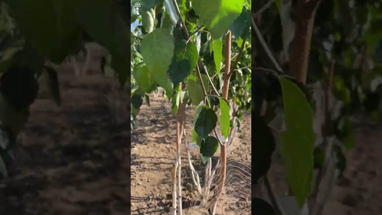 Birke (Betula pendula) einfach vermehren durch Samen