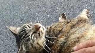 撫でられ好きなキジトラ猫、転がって喜ぶ