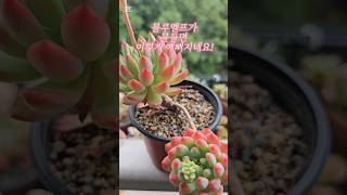블루엘프 다육이 묵둥이 물듬이 최고에요! 예쁜다육이추천 초보다육이