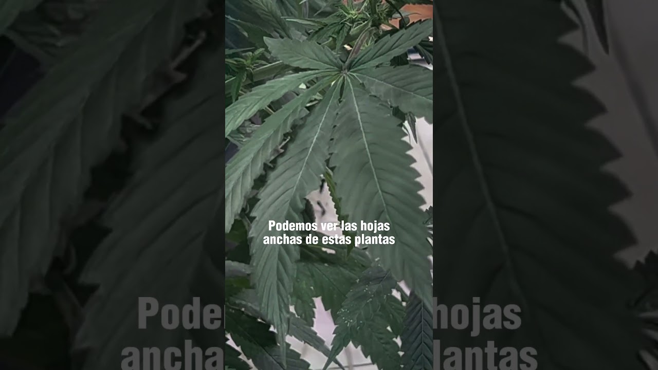 “HASH, MARIHUANA & HEMP MUSEUM ÁMSTERDAM”